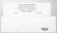 Blumeria graminis image